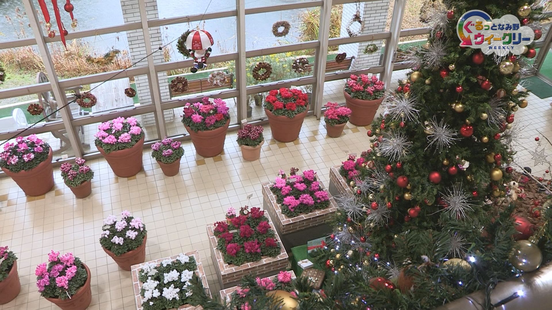 季節展示「クリスマス（シクラメン）」　１２月３日