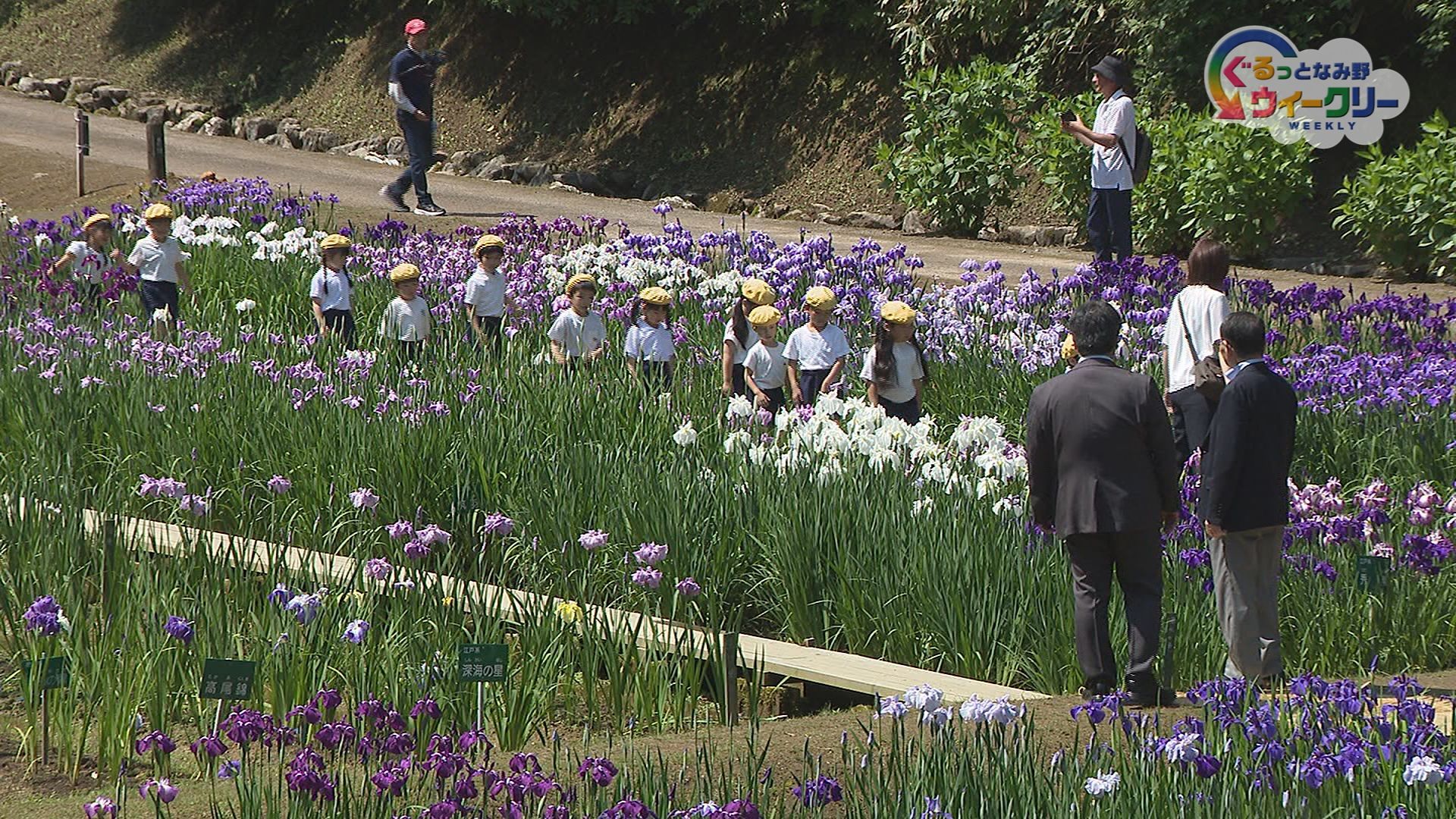 第４１回頼成の森花しょうぶ祭り　６月１２日