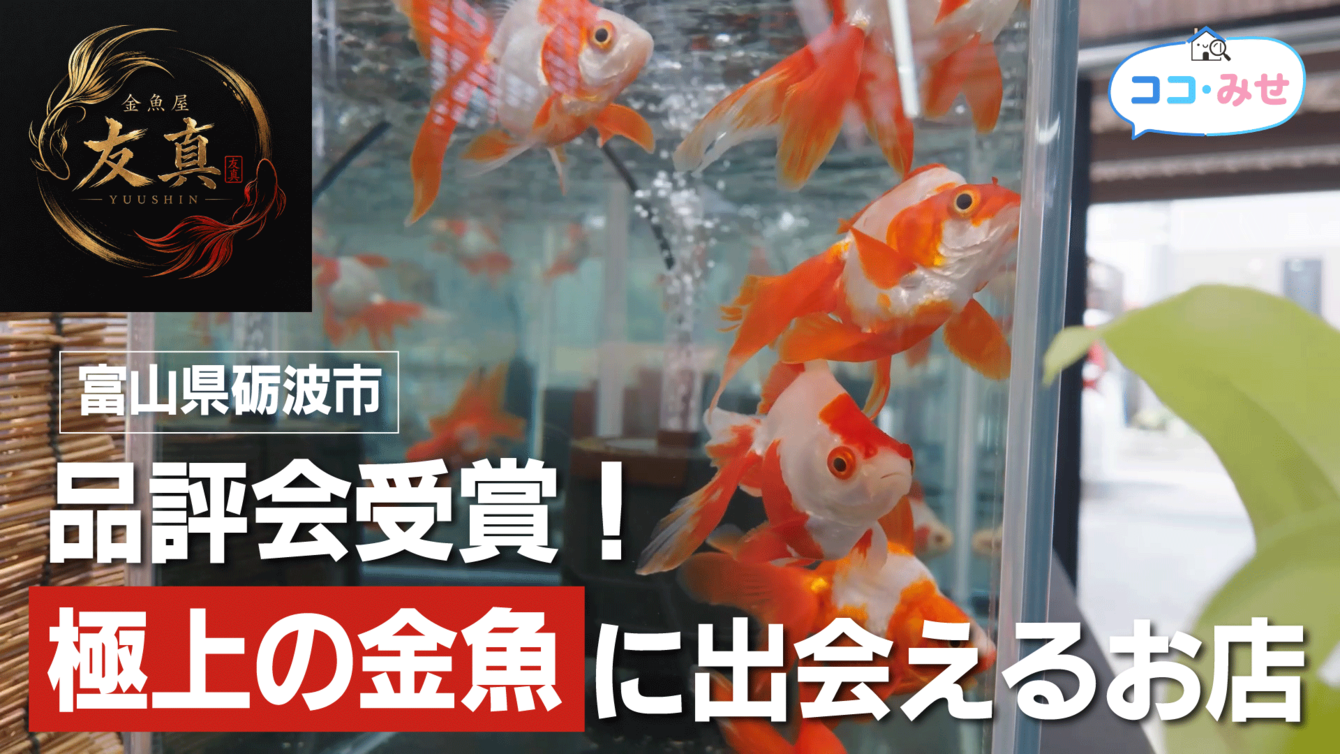 金魚屋〜友真〜【ココみせ7月号】